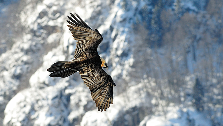 Un partenariat avec RTE - Réseau de Transport d'Électricité en faveur du Gypaète barbu